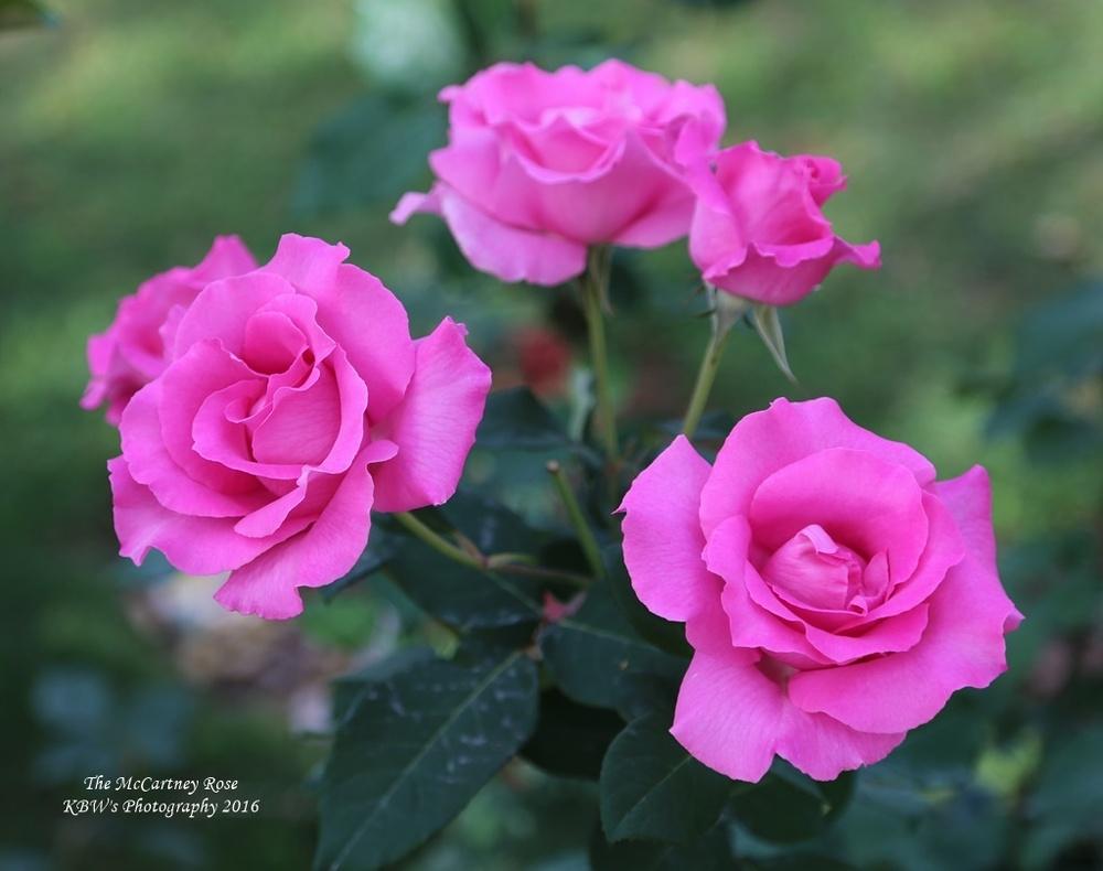 Rosa 'The McCartney Rose'